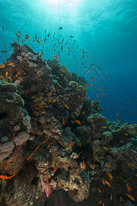 红海的鱼类和水生生物盐水潜水生活热带海景蓝色场景珊瑚植物射线图片