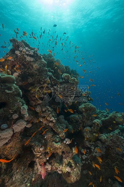 红海的鱼类和水生生物盐水潜水生活热带海景蓝色场景珊瑚植物射线图片