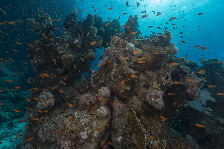 红海的鱼类和水生生物潜水蓝色天堂场景植物太阳异国阳光热带珊瑚图片