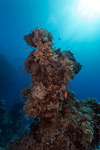 红海的鱼类和水生生物海景植物潜水生活盐水场景海洋蓝色阳光天堂图片