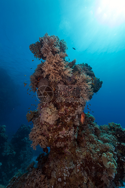 红海的鱼类和水生生物海景植物潜水生活盐水场景海洋蓝色阳光天堂图片