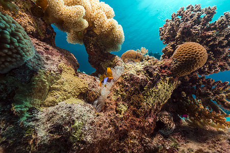 红海的白泡阿内蒙和鱼阳光太阳盐水热带蓝色射线海葵太阳光情调珊瑚图片