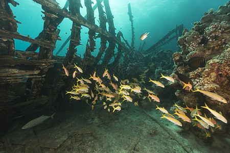 红海的Safari船残骸和水生生物场景海洋植物珊瑚蓝色生活阳光潜水热带太阳图片