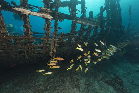 红海的Safari船残骸和水生生物射线太阳光海洋盐水海景太阳生活异国情调植物图片