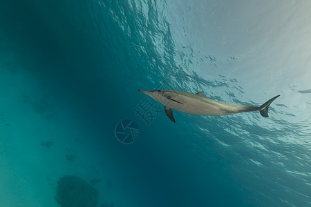 红海的脊柱海豚珊瑚海景植物异国热带情调场景太阳光射线海洋图片