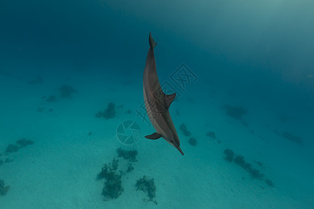 红海的脊柱海豚海景生活阳光太阳光异国太阳潜水海洋植物天堂图片