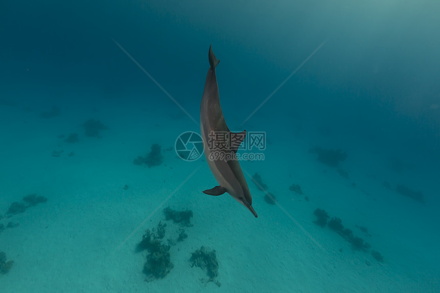 红海的脊柱海豚海景生活阳光太阳光异国太阳潜水海洋植物天堂图片