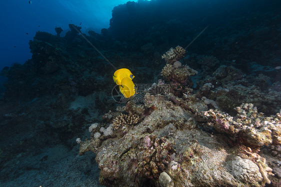 红海的鱼类和水生生物场景生活阳光天堂太阳蓝色海景海洋盐水情调图片