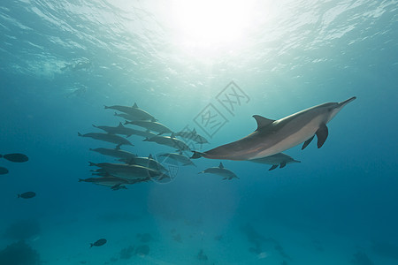 红海的脊柱海豚舱盐水生活潜水海洋天堂珊瑚情调海景太阳异国图片