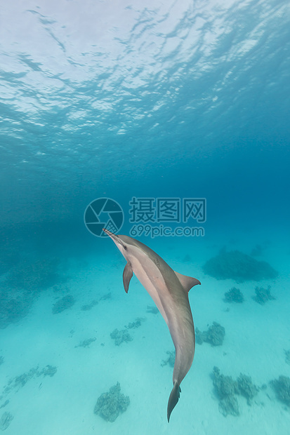 红海的脊柱海豚异国盐水天堂热带射线太阳光蓝色场景生活海景图片