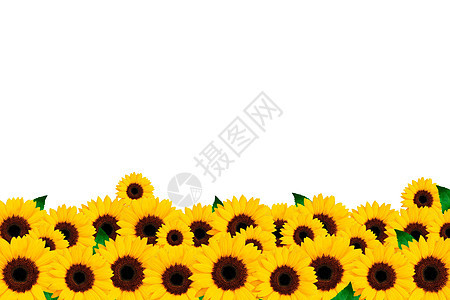 白背景的向日葵活力植物农场花瓣框架种子黄色花朵植物学太阳图片