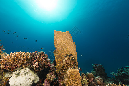 红海的鱼类和热带珊瑚礁珊瑚盐水生活太阳光海景异国场景海洋射线情调图片