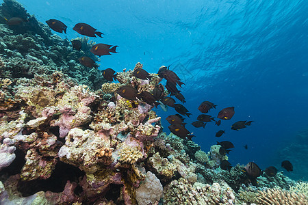 红海的鱼类和热带珊瑚礁太阳蓝色太阳光阳光珊瑚盐水射线天堂海洋植物图片