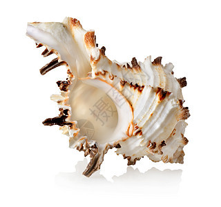 隔离的大贝壳图像对象白色自然影棚背景宏观摄影图片