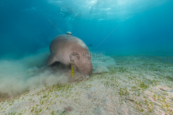 Dugong或红海的海牛太阳蓝色热带潜水阳光海洋射线图片