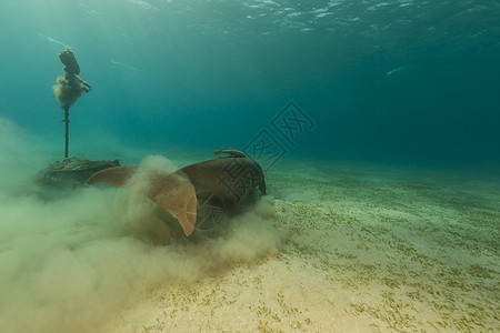 Dugong或红海的海牛太阳海洋射线蓝色热带阳光潜水图片