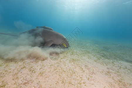 Dugong或红海的海牛阳光太阳海洋潜水蓝色射线热带图片