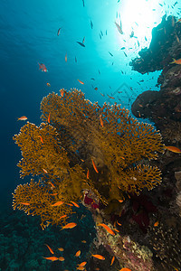 红海的鱼类和热带珊瑚礁生活太阳蓝色海景场景海洋珊瑚天堂阳光盐水图片
