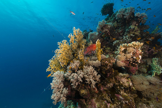 红海的鱼类和热带珊瑚礁太阳光潜水异国生活蓝色场景海景阳光天堂盐水图片