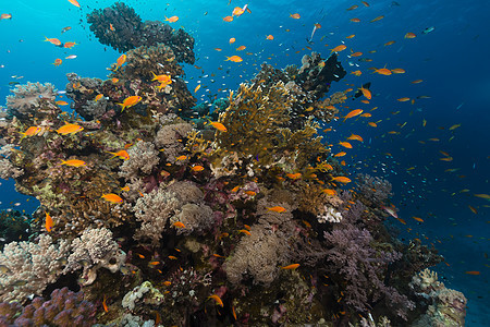 红海的鱼类和热带珊瑚礁海景生活场景植物蓝色情调海洋阳光潜水盐水图片