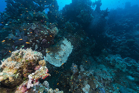 红海的鱼类和热带珊瑚礁场景生活射线珊瑚蓝色异国植物阳光海景情调图片