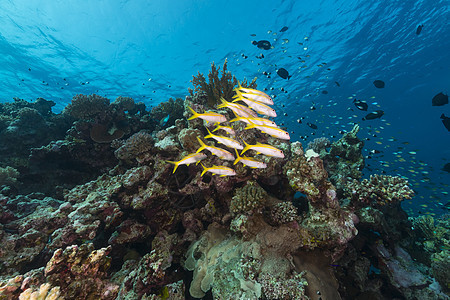 红海的鱼类和热带珊瑚礁阳光海洋植物天堂太阳光太阳潜水珊瑚海景场景图片