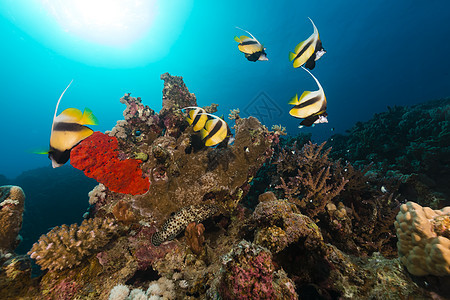 红海的香蕉鱼和热带珊瑚礁植物情调海景生活珊瑚阳光潜水天堂蓝色太阳图片