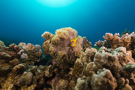 红海的巨型阿内蒙和鱼太阳光天堂盐水潜水珊瑚太阳植物海葵阳光情调图片