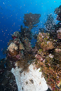 红海的鱼类和热带珊瑚礁异国天堂珊瑚生活情调太阳光阳光植物海景太阳图片