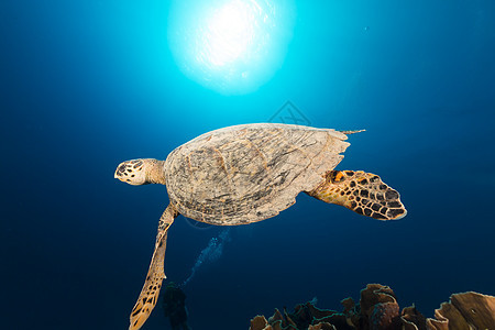 红海的霍克斯比尔海龟和热带珊瑚礁海景盐水海洋蓝色太阳光阳光太阳玳瑁珊瑚天堂图片