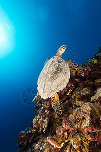 红海的霍克斯比尔海龟和热带珊瑚礁蓝色珊瑚情调海洋异国场景天堂太阳光射线太阳图片