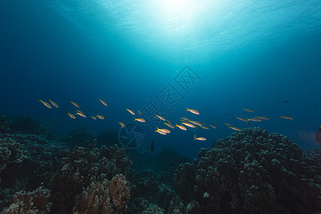 红海的鱼类和热带珊瑚礁异国海景天堂潜水太阳生活海洋盐水射线珊瑚图片