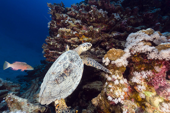 红海的霍克斯比尔海龟和热带珊瑚礁阳光蓝色天堂海景植物场景海洋异国情调太阳光图片