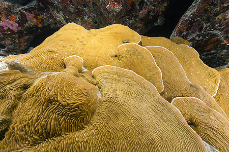 红海的大象耳珊瑚大象植物潜水海景异国蓝色太阳天堂射线阳光海洋图片