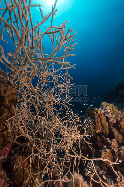 在红海点头角角珊瑚和热带珊瑚礁射线场景天堂海景阳光生活潜水盐水异国角质图片