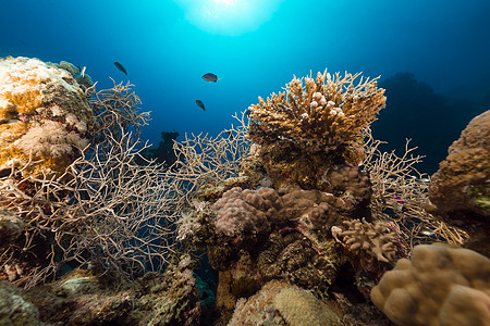 红海的鱼类和热带珊瑚礁异国场景海景珊瑚盐水天堂海洋阳光太阳蓝色图片