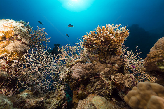 红海的鱼类和热带珊瑚礁异国场景海景珊瑚盐水天堂海洋阳光太阳蓝色图片