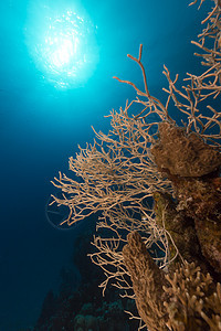 在红海点头角角珊瑚和热带珊瑚礁角质情调射线海景阳光海洋植物盐水潜水蓝色图片
