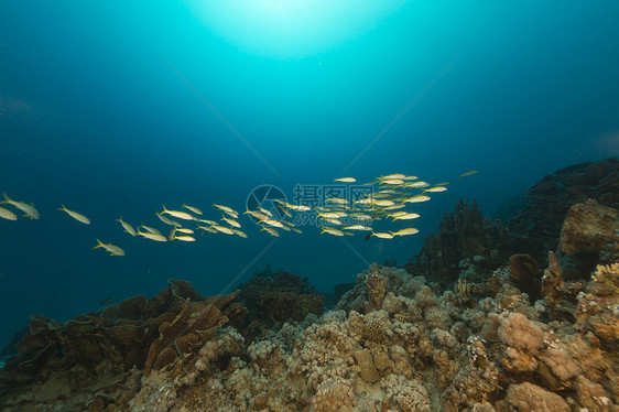 红海的鱼类和热带珊瑚礁天堂生活太阳光植物太阳盐水异国阳光射线场景图片