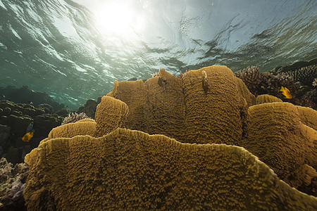 红海的鱼类和热带珊瑚礁潜水盐水太阳太阳光天堂蓝色阳光海洋异国情调图片