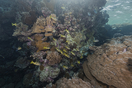 红海的鱼类和热带珊瑚礁情调阳光植物生活盐水海景珊瑚海洋太阳光潜水图片