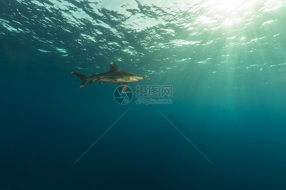 海洋白鲨和摄像师在红海图片