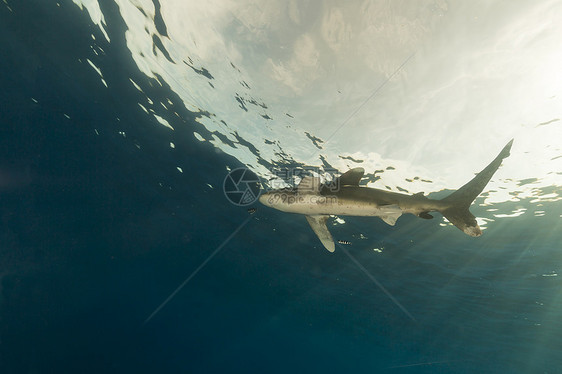 海洋白鲨 位于埃菲因斯通红海潜水射线蓝色鲨鱼长手阳光液体热带白鳍鲨图片