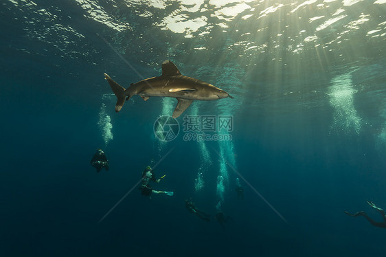 白鲨和深海潜水员在埃菲因斯通红海海洋射线潜水鲨鱼白鳍鲨热带长手阳光蓝色液体图片