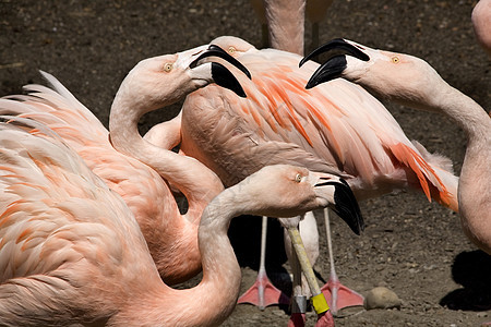 粉红智利火烈鸟戈斯平热带野生动物羽毛黄眼睛荒野动物动物园辣椒鸟类图片