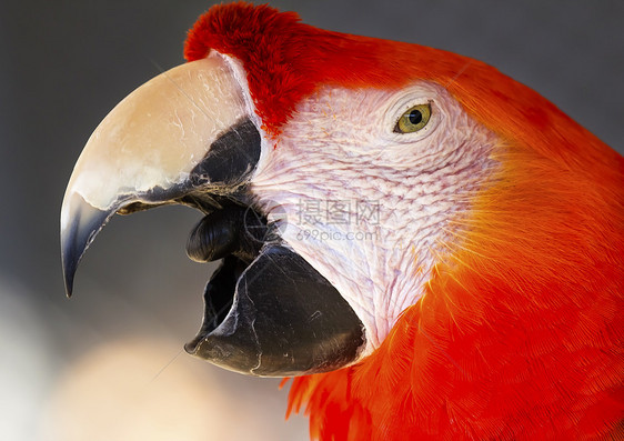 斯嘉丽马考红色动物宠物热带荒野丛林野生动物异国濒危金刚鹦鹉图片