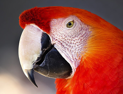 斯嘉丽马考濒危野生动物动物情调鹦鹉荒野宠物红色眼睛金刚鹦鹉图片