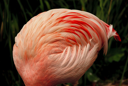 Pink 智利火烈哥羽毛球野生动物动物园公园火烈鸟脖子热带荒野橙子动物羽毛图片