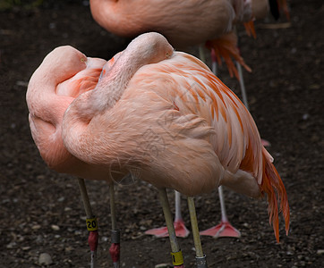 粉红粉白智利火烈鸟鸟类动物园黄眼睛辣椒睡眠热带野生动物动物羽毛荒野图片