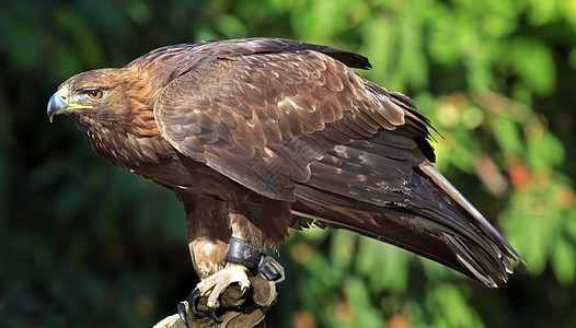 金鹰鸟类捕食者野生动物羽毛猎鹰猎人眼睛荒野图片